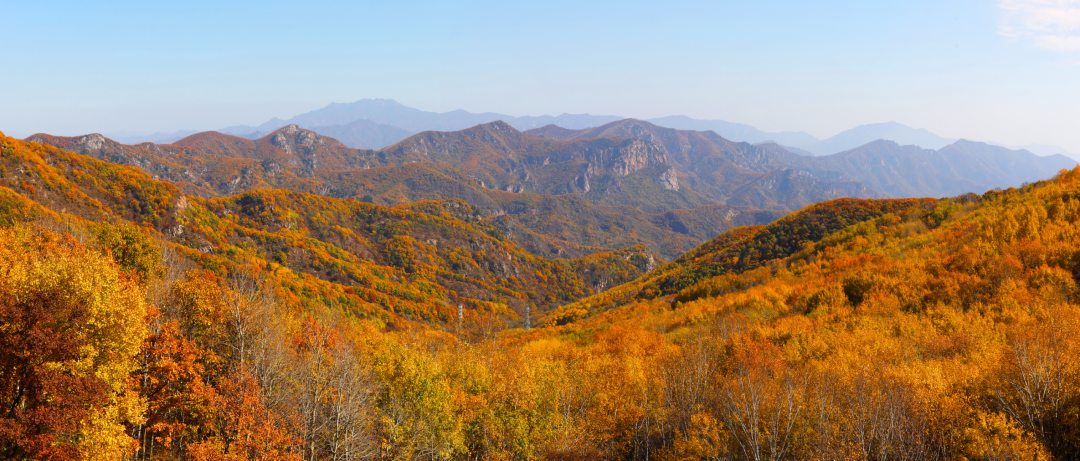 北京開始紅了 京北喇叭溝門 五彩林海已上線 10月11日實拍 北京開始紅了 京北喇叭溝門 五彩林海已上線 10月11日實拍