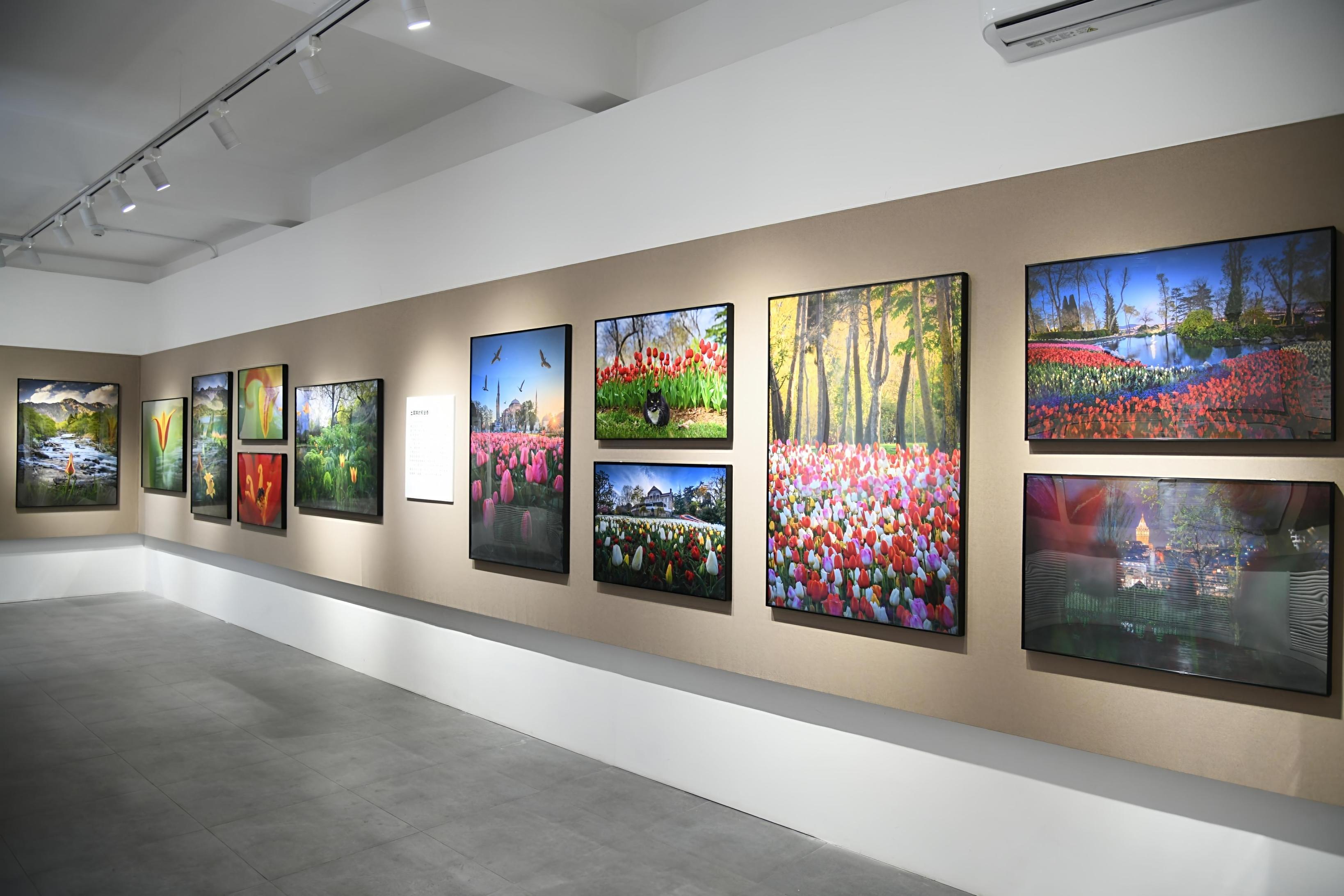 百餘種鬱金香繽紛亮相!中山公園鬱金香文化節啟幕 百餘種鬱金香繽紛亮相!中山公園鬱金香文化節啟幕