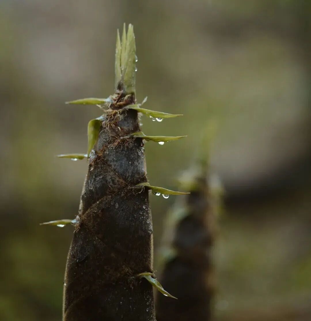 特別適合在春天吃的菜 對肝臟很友好 特別適合在春天吃的菜 對肝臟很友好
