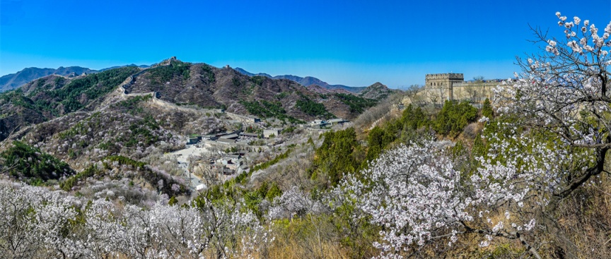 長城花海上線!北京六段長城春日賞花全攻略來了