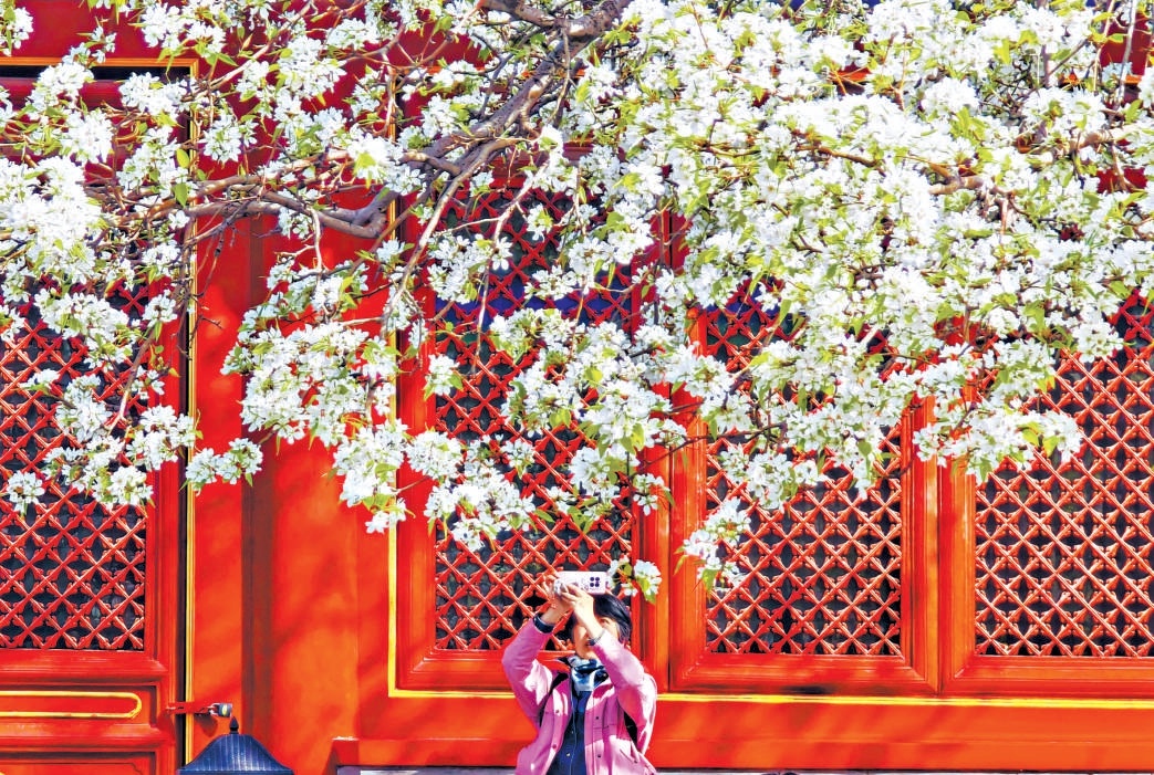 智化寺內,古梨樹雪白梨花如雪瀑傾瀉,與古剎紅墻相映成趣。 智化寺內,古梨樹雪白梨花如雪瀑傾瀉,與古剎紅墻相映成趣。