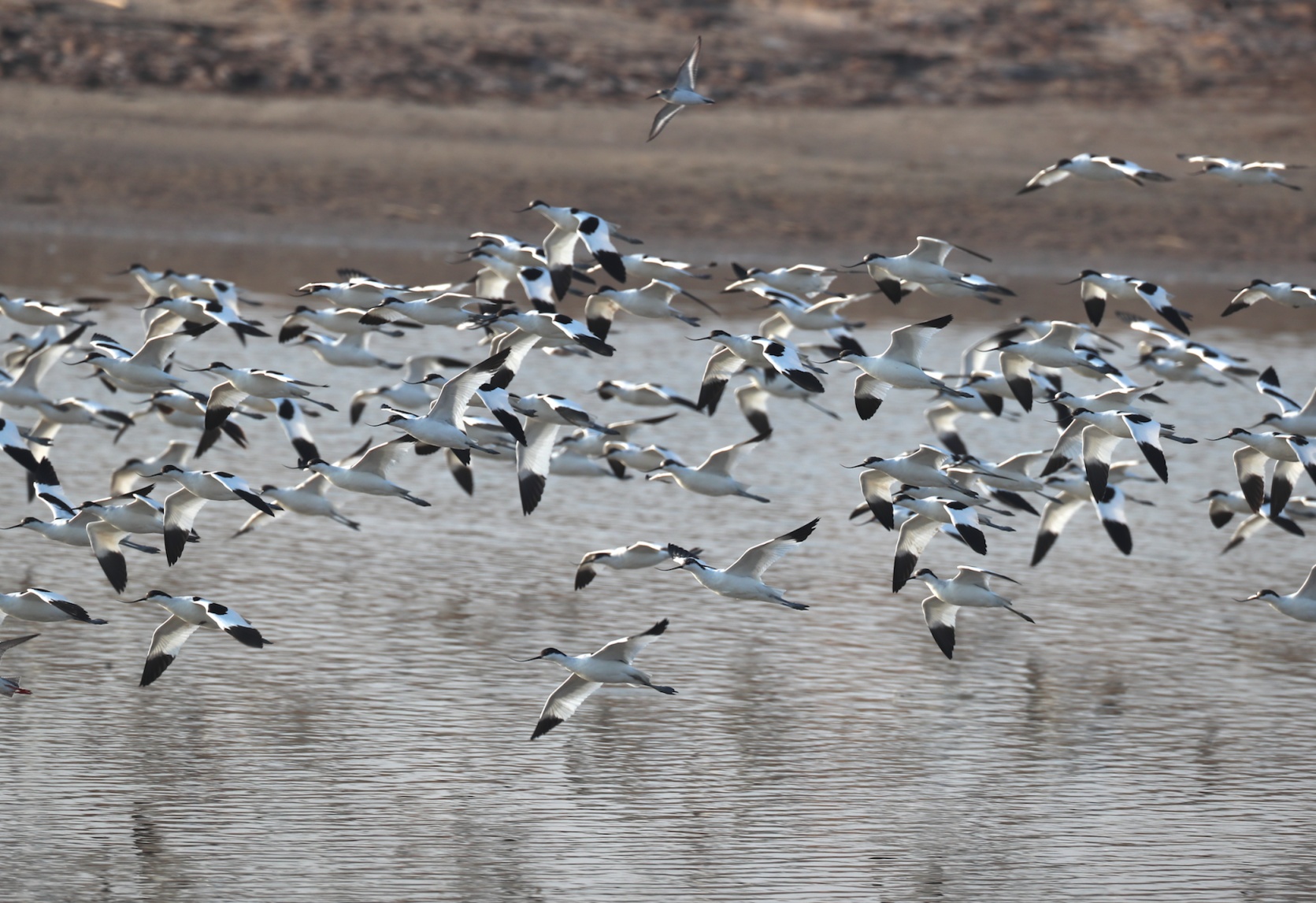 兩隻小灰鶴在官廳水庫掉隊好多天,終於找到爸媽了! 兩隻小灰鶴在官廳水庫掉隊好多天,終於找到爸媽了!