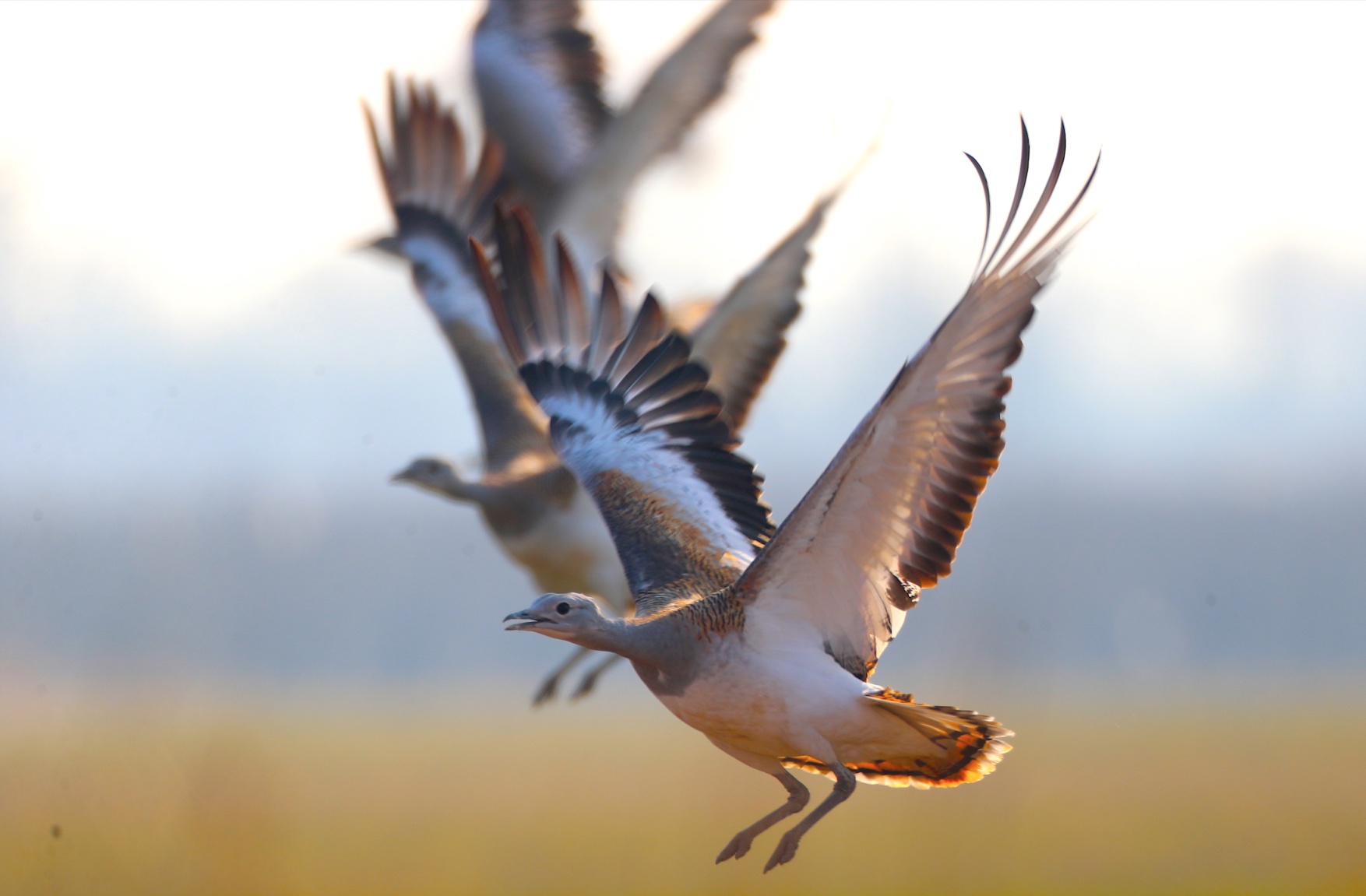 兩隻小灰鶴在官廳水庫掉隊好多天,終於找到爸媽了! 兩隻小灰鶴在官廳水庫掉隊好多天,終於找到爸媽了!