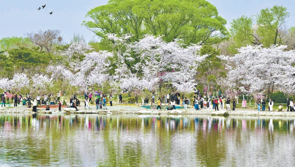 玉淵潭公園櫻花盛放,春意盎然,靜待市民遊客觀賞。 玉淵潭公園櫻花盛放,春意盎然,靜待市民遊客觀賞。