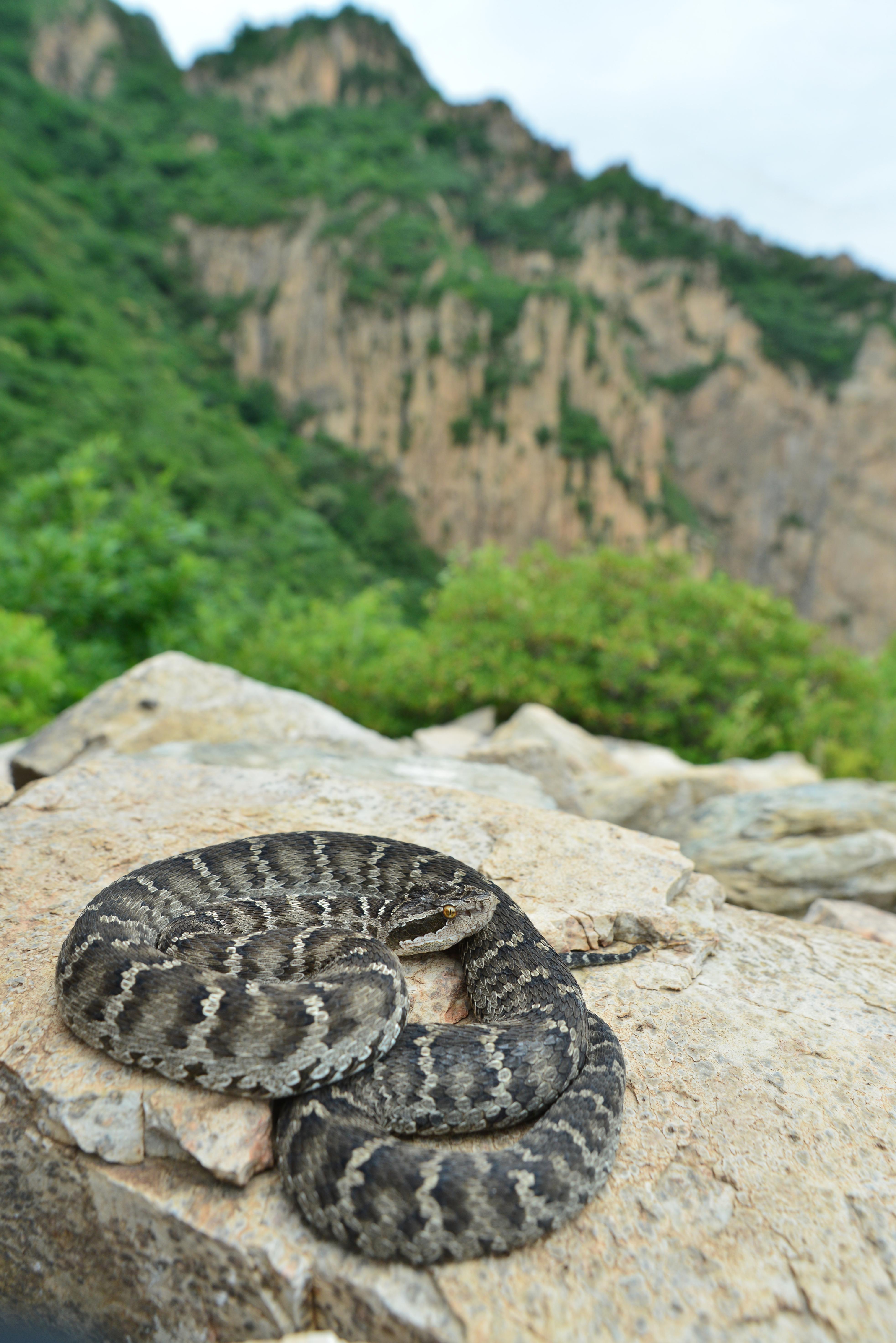 北京野生動物“上新”!黑冠鳽、華北蝮等5種首次入列名錄 北京野生動物“上新”!黑冠鳽、華北蝮等5種首次入列名錄