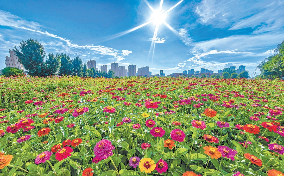 臺湖千畝百日菊迎最佳觀賞期 臺湖千畝百日菊迎最佳觀賞期