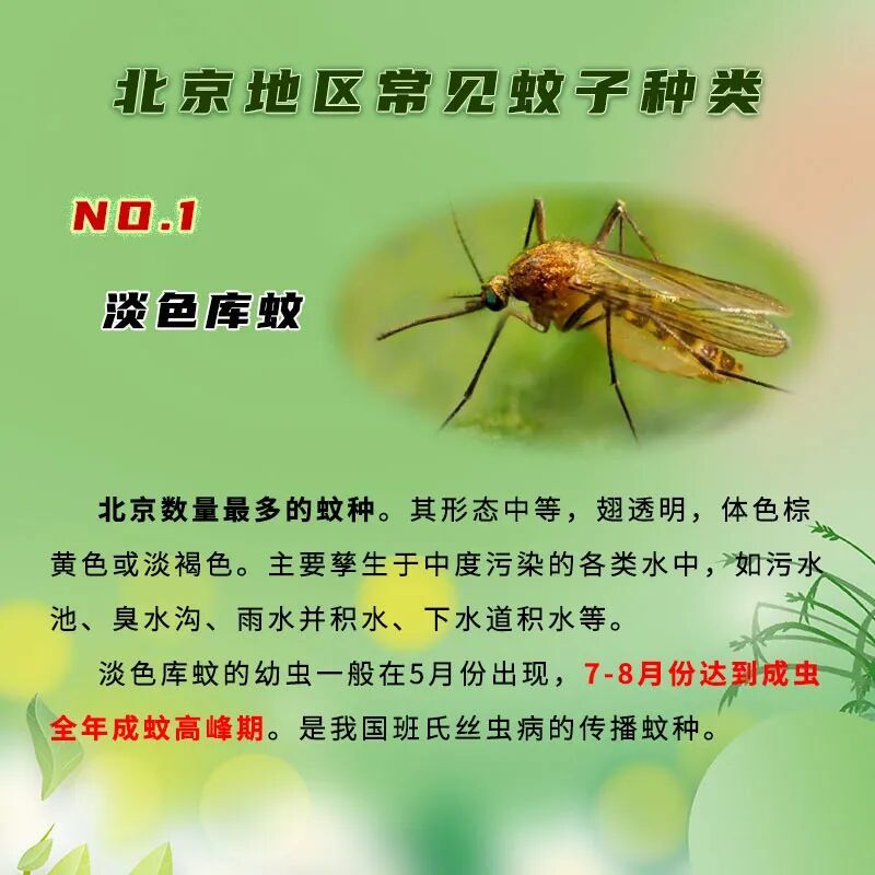 夏季蚊蟲活躍 戶外及居家防蚊安全提示請查收 夏季蚊蟲活躍 戶外及居家防蚊安全提示請查收