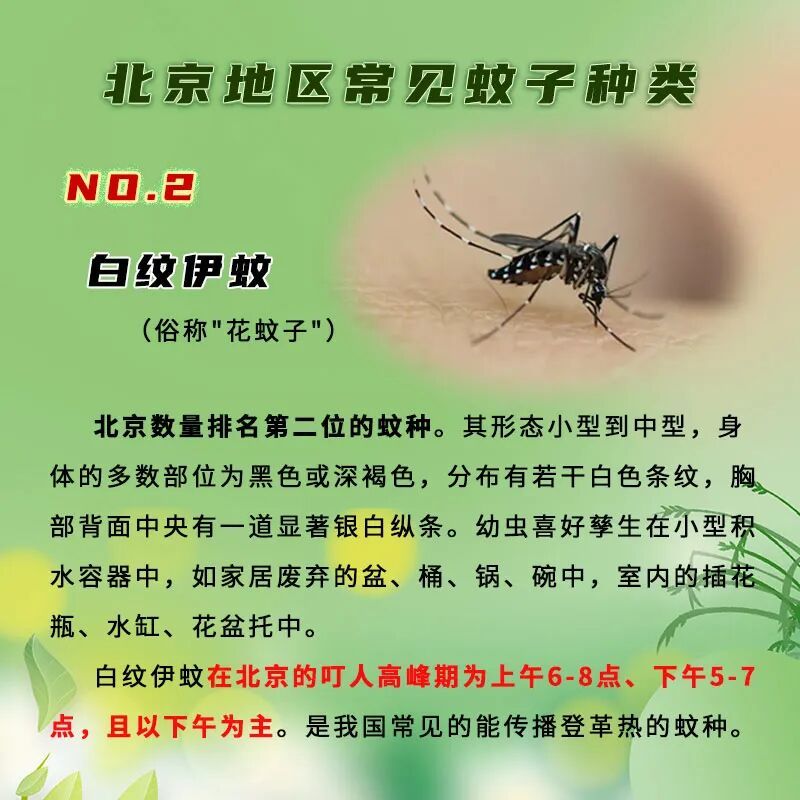 夏季蚊蟲活躍 戶外及居家防蚊安全提示請查收 夏季蚊蟲活躍 戶外及居家防蚊安全提示請查收