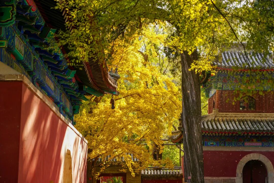 香山要紅了 紅葉線路超出片 香山要紅了 紅葉線路超出片