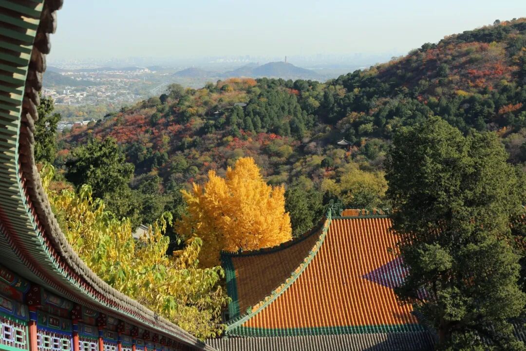 香山要紅了 紅葉線路超出片 香山要紅了 紅葉線路超出片