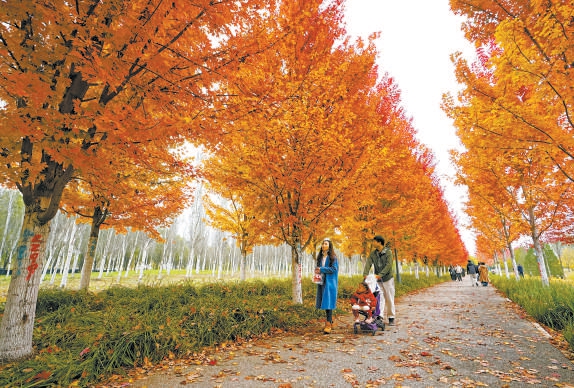 通州區城市綠心森林公園彩葉大道迎來最佳觀賞期,銀紅槭織就橙紅長廊,市民漫步賞秋。 通州區城市綠心森林公園彩葉大道迎來最佳觀賞期,銀紅槭織就橙紅長廊,市民漫步賞秋。