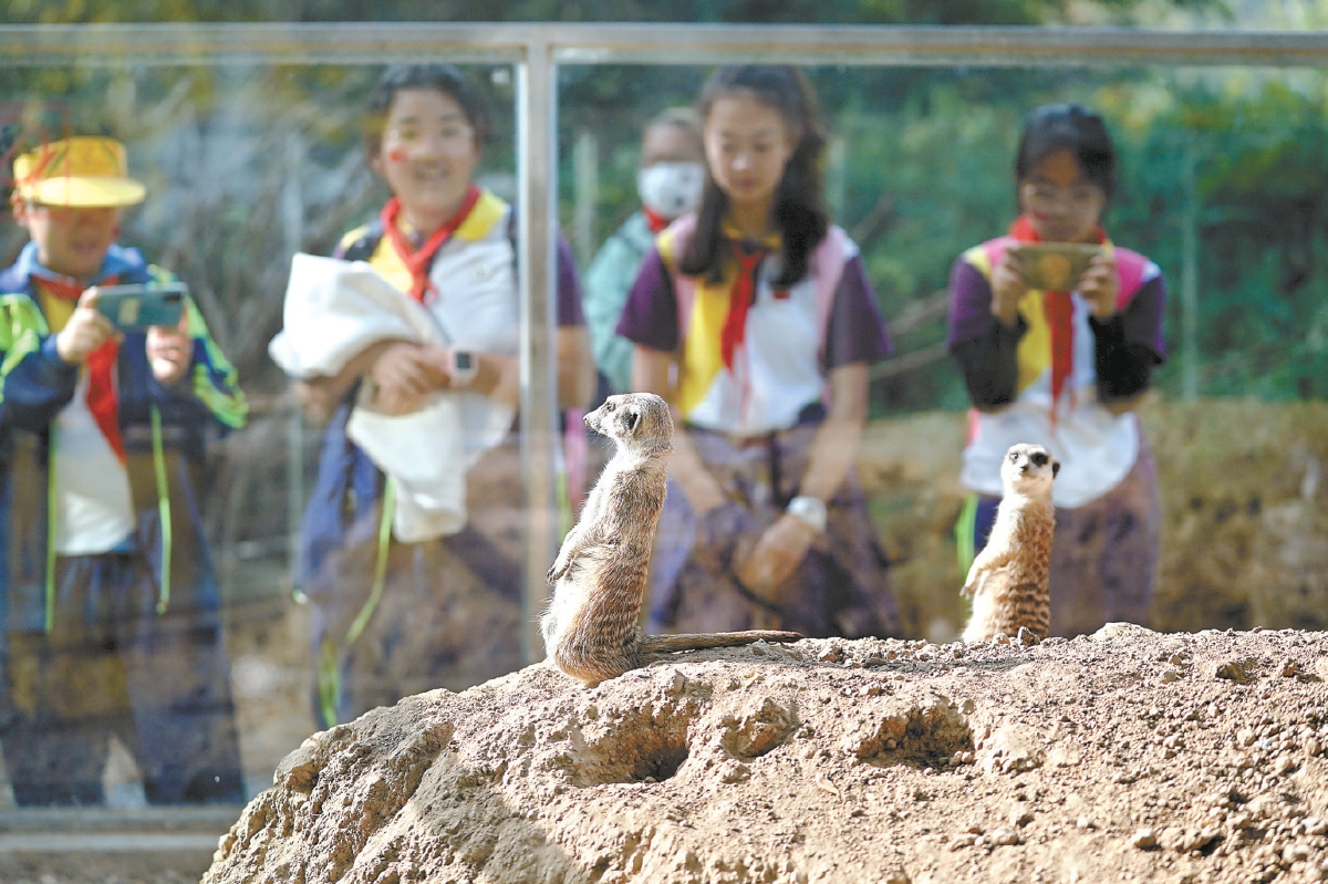 在世界公園歡樂動物城裏，小朋友們可以和樹懶、狐獴、浣熊等小動物互動。