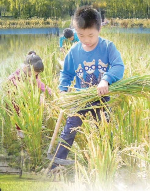 孩子們體驗稻田收割的樂趣 海澱區委宣傳部供圖
