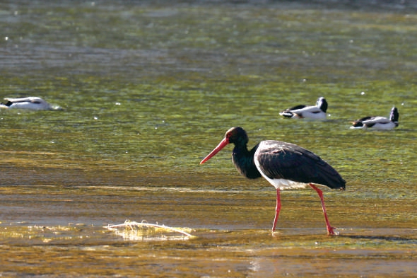 棲息在房山十渡的黑鸛 棲息在房山十渡的黑鸛