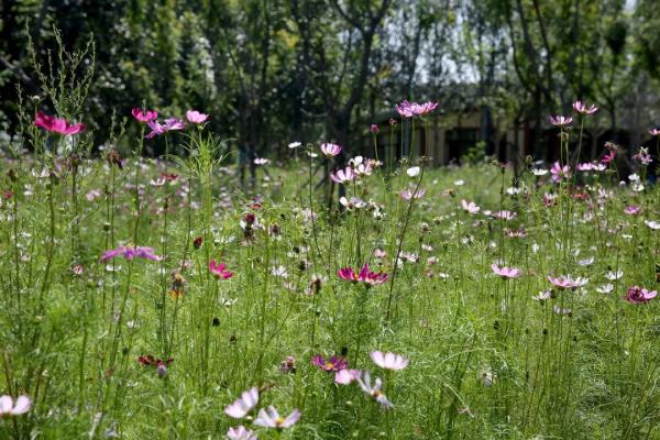 懷柔首個城市森林公園落成,十一開門迎客來