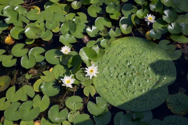 懷柔首個城市森林公園落成,十一開門迎客來