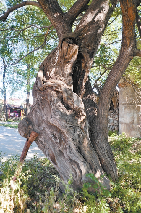 東灰嶺村的老槐樹