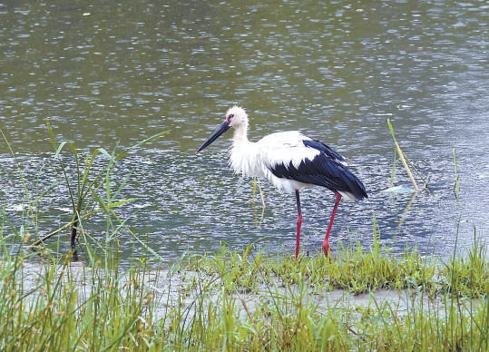 溫榆河公園內兩河交匯處的“生態心”迎來東方白鸛。 溫榆河公園內兩河交匯處的“生態心”迎來東方白鸛。