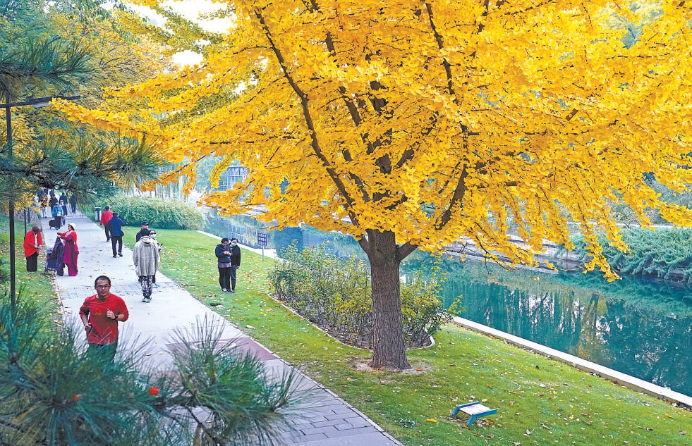 遍地落葉黃 小月河畔秋景如畫 遍地落葉黃 小月河畔秋景如畫