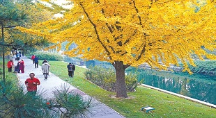 遍地落葉黃 小月河畔秋景如畫 遍地落葉黃 小月河畔秋景如畫