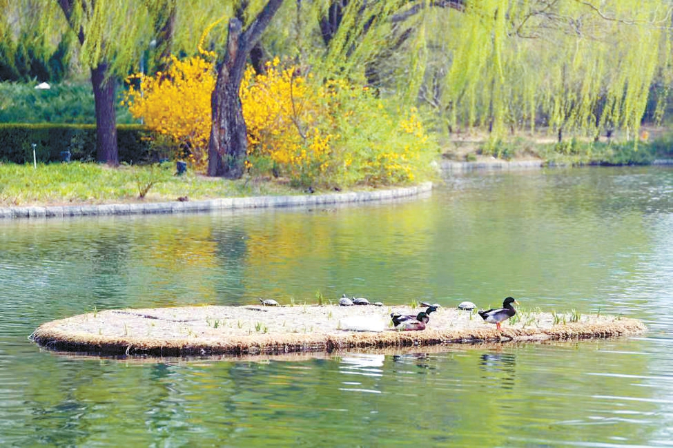 中心湖裏的浮島成了鴨子的休憩地。(王海欣 攝) 中心湖裏的浮島成了鴨子的休憩地。(王海欣 攝)