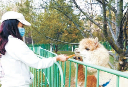 附近工作的年輕人在與羊駝互動。 附近工作的年輕人在與羊駝互動。