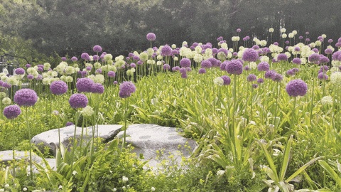 海淀這個4A級景區,有一片“棒棒糖”花海! 海淀這個4A級景區,有一片“棒棒糖”花海!