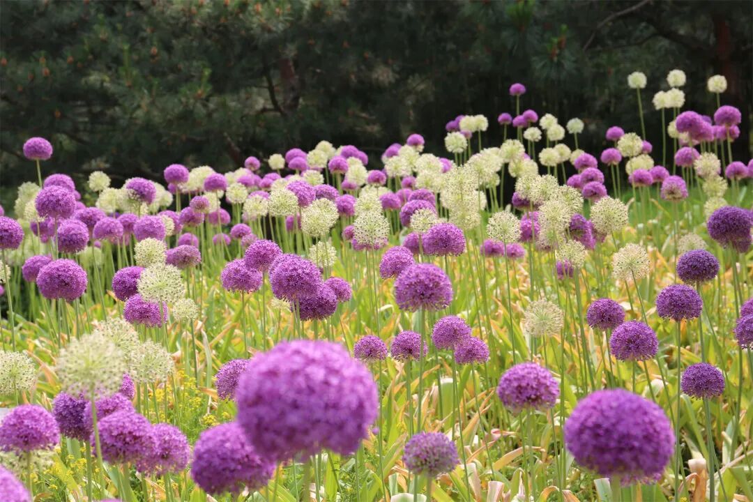 海淀這個4A級景區,有一片“棒棒糖”花海! 海淀這個4A級景區,有一片“棒棒糖”花海!