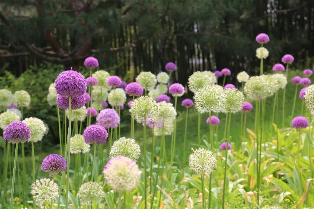 海淀這個4A級景區,有一片“棒棒糖”花海! 海淀這個4A級景區,有一片“棒棒糖”花海!
