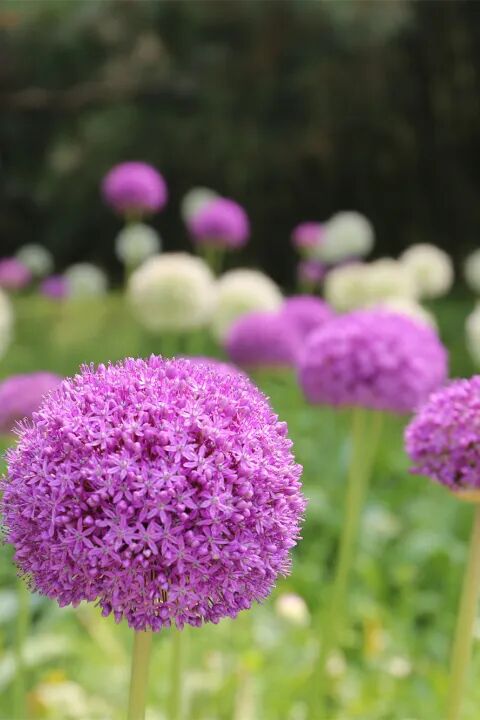 海淀這個4A級景區,有一片“棒棒糖”花海! 海淀這個4A級景區,有一片“棒棒糖”花海!