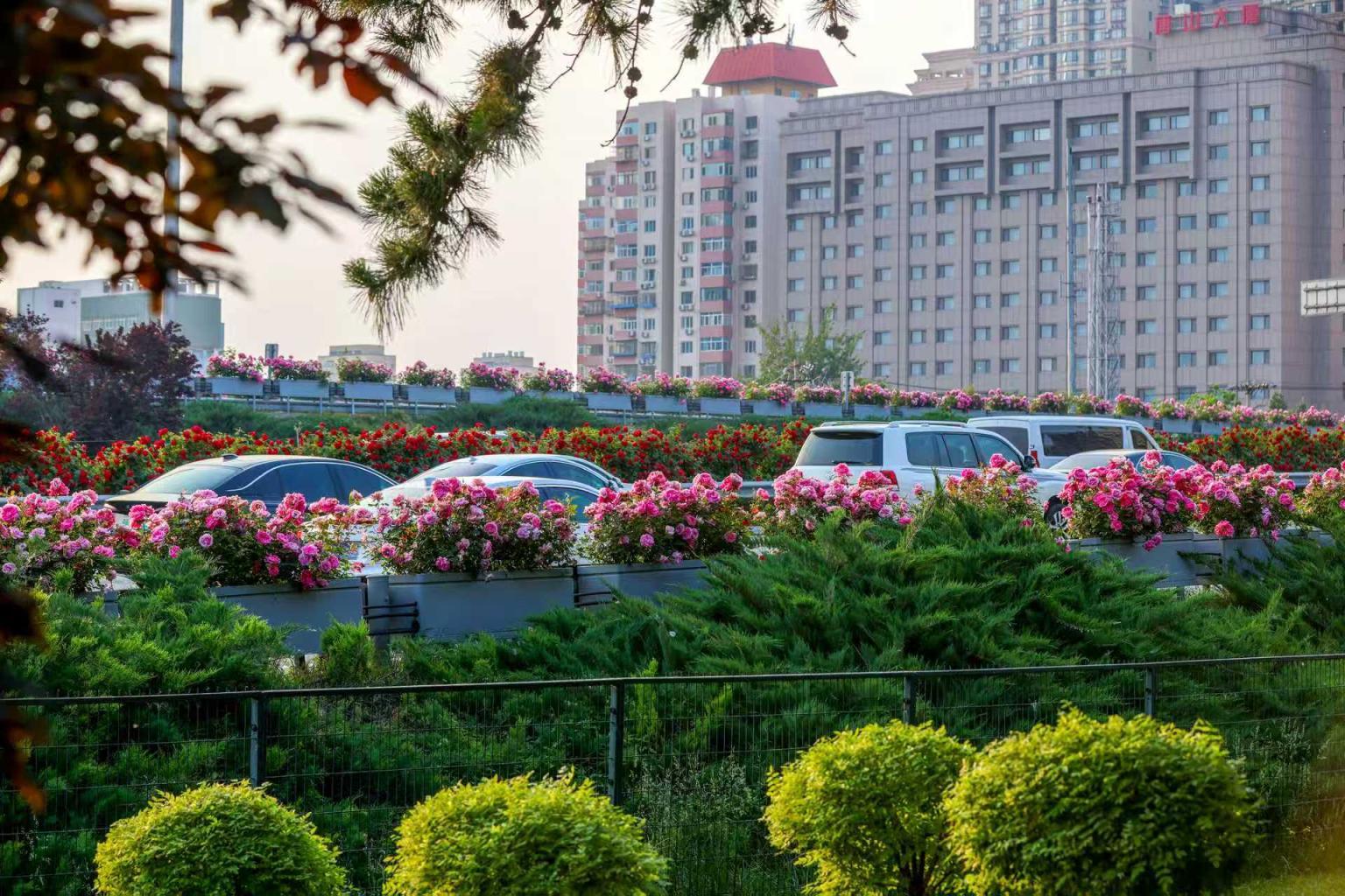 北京月季又“爆花”,這一波將持續至—— 北京月季又“爆花”,這一波將持續至——