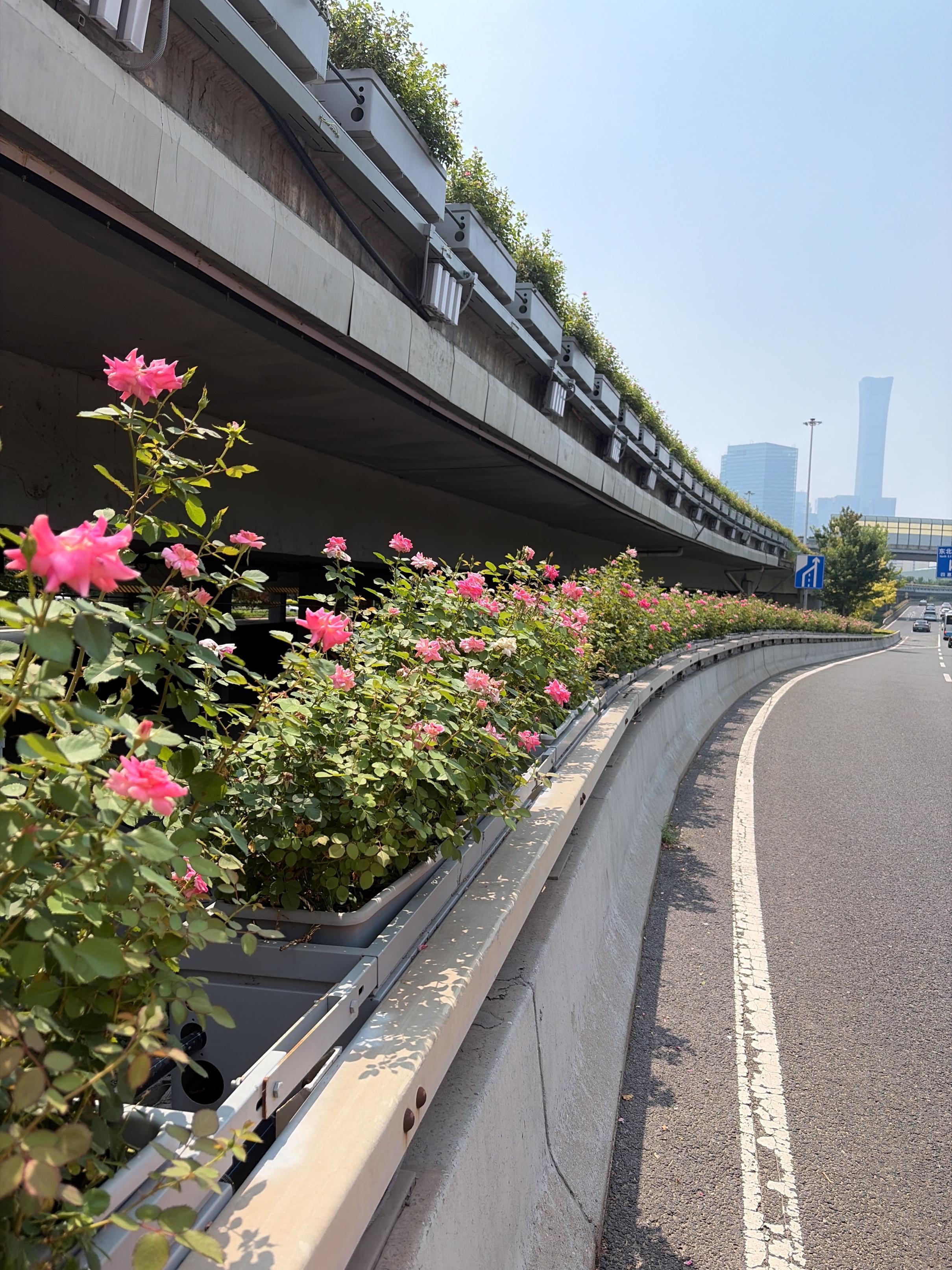 北京月季又“爆花”,這一波將持續至—— 北京月季又“爆花”,這一波將持續至——