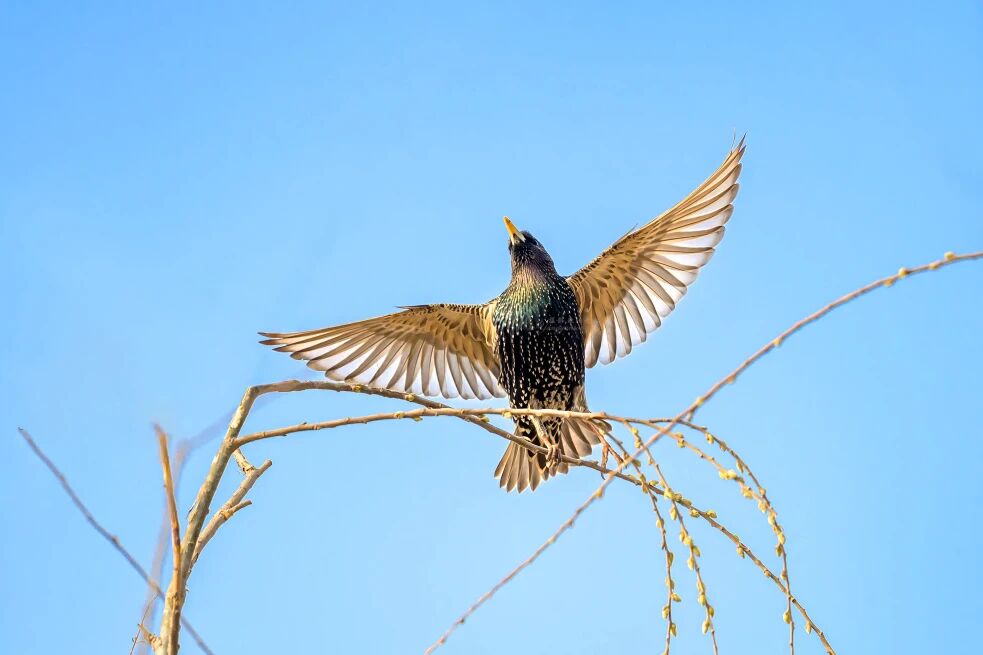 首次現身!南苑森林濕地公園觀測到紫翅椋鳥 首次現身!南苑森林濕地公園觀測到紫翅椋鳥