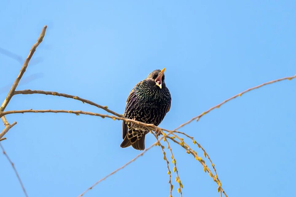 首次現身!南苑森林濕地公園觀測到紫翅椋鳥 首次現身!南苑森林濕地公園觀測到紫翅椋鳥