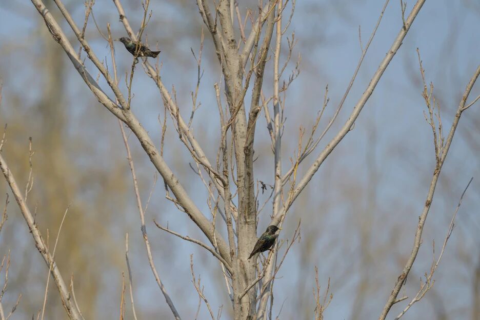 首次現身!南苑森林濕地公園觀測到紫翅椋鳥 首次現身!南苑森林濕地公園觀測到紫翅椋鳥