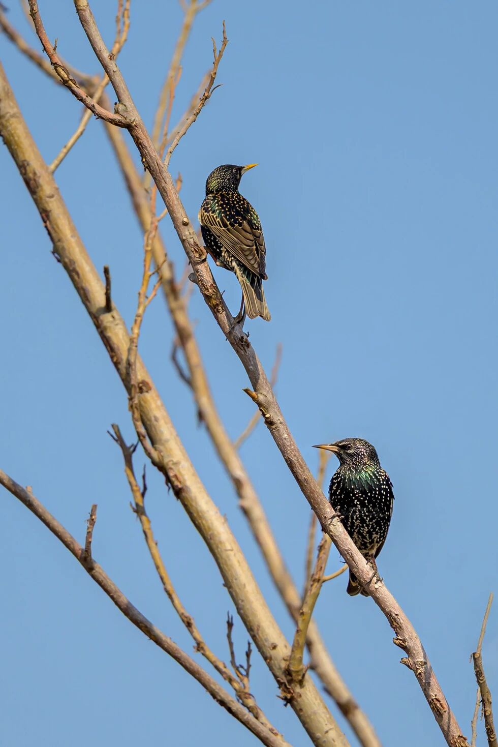 首次現身!南苑森林濕地公園觀測到紫翅椋鳥 首次現身!南苑森林濕地公園觀測到紫翅椋鳥