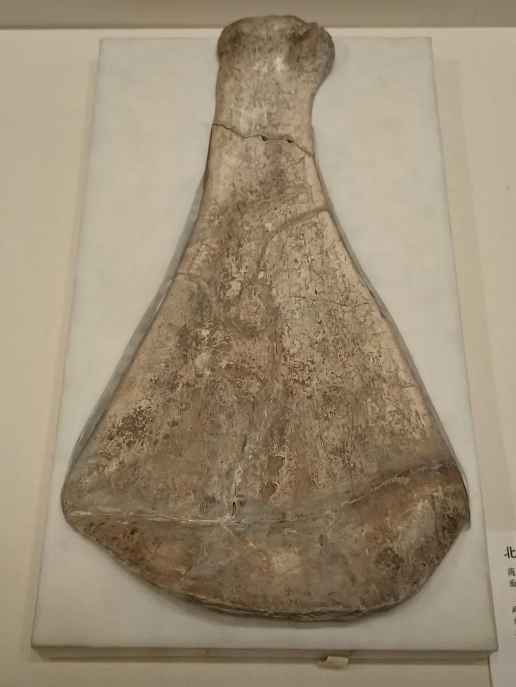 北圖5405 商武乙文丁時期（前1147—前1102），歷組 獸骨