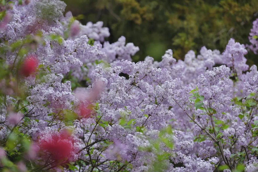 陶然亭公園海棠 陶然亭公園海棠