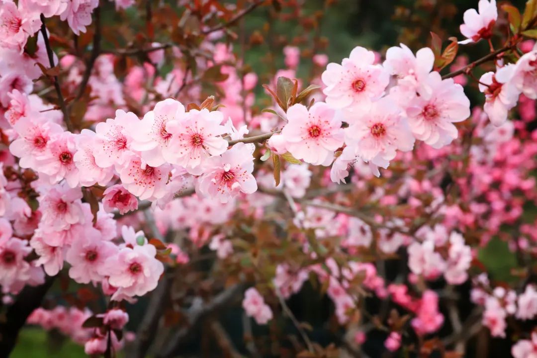 紫竹院公園美人梅 紫竹院公園美人梅