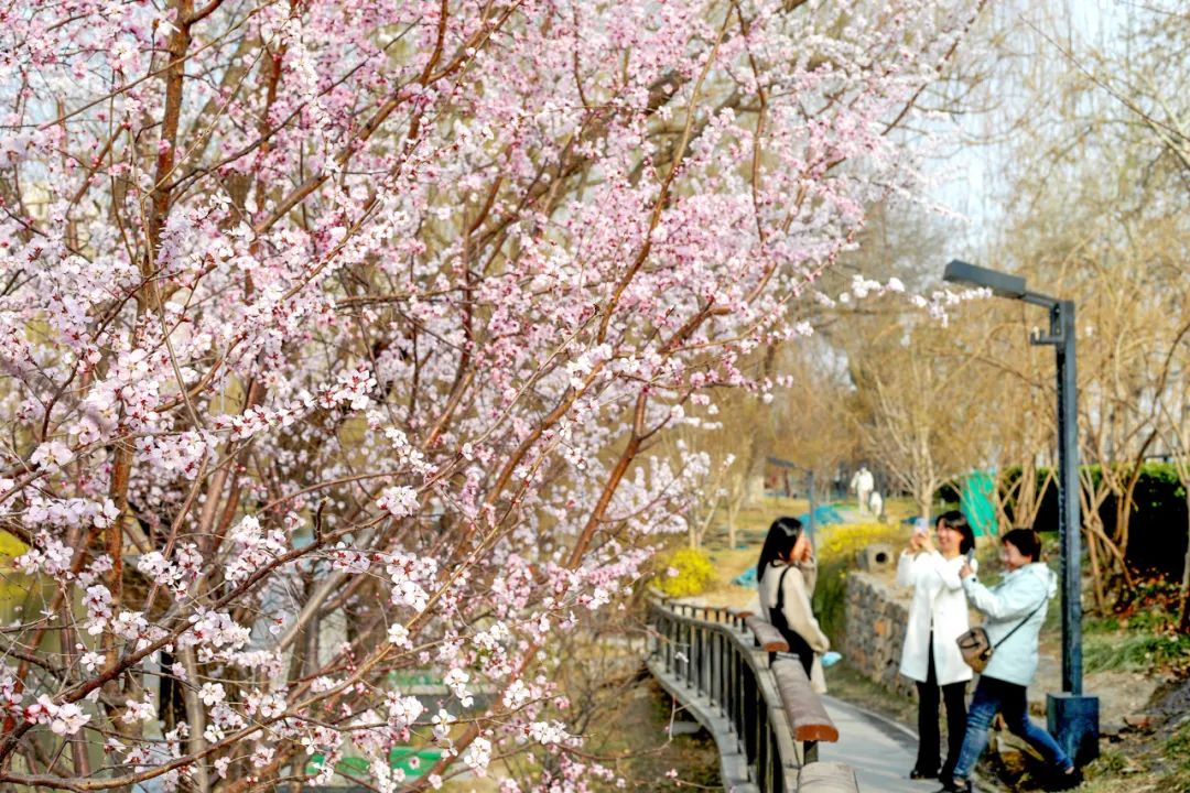 北二環沿線花景 北二環沿線花景