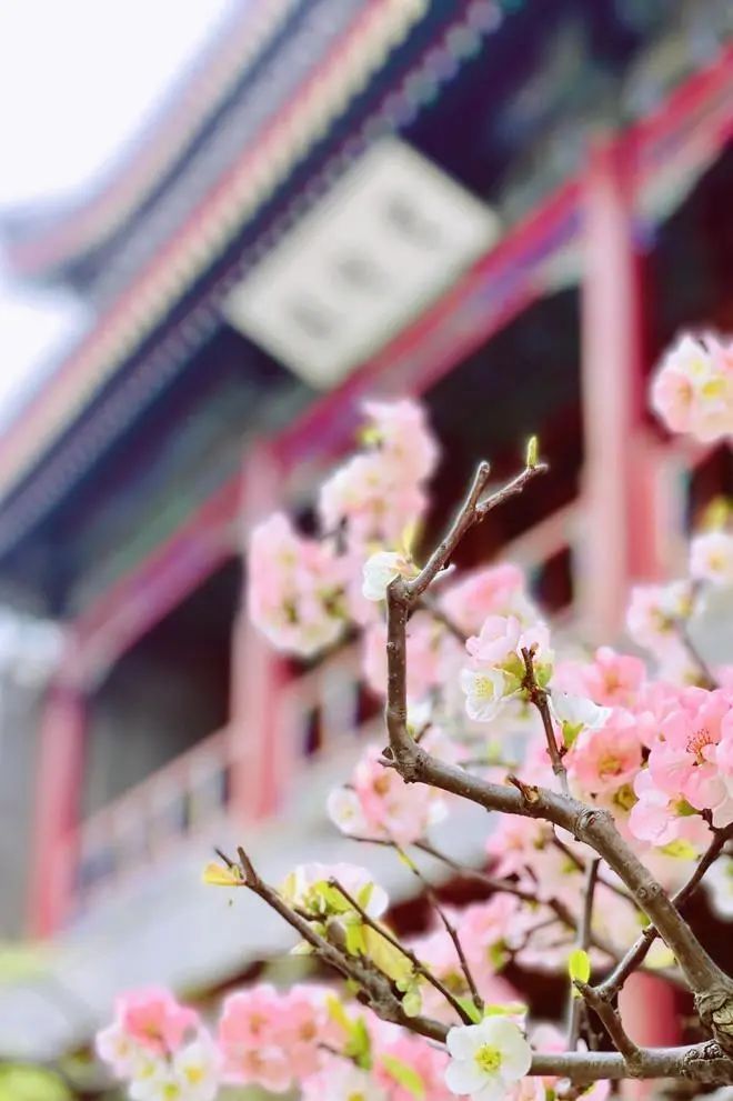 海棠花 海棠花
