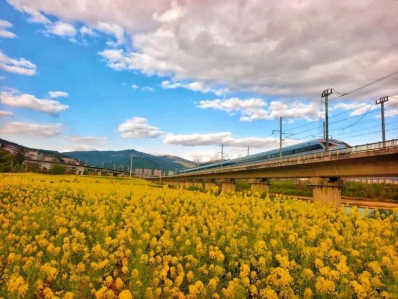 多地新開賞花專列 這份健康“春遊攻略”請收好 多地新開賞花專列 這份健康“春遊攻略”請收好