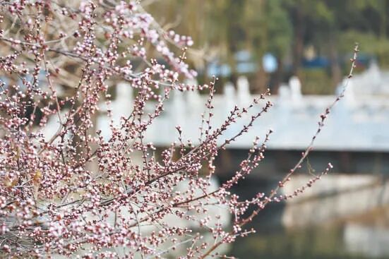 北京公園的花開了!6條路線 景好人少 北京公園的花開了!6條路線 景好人少