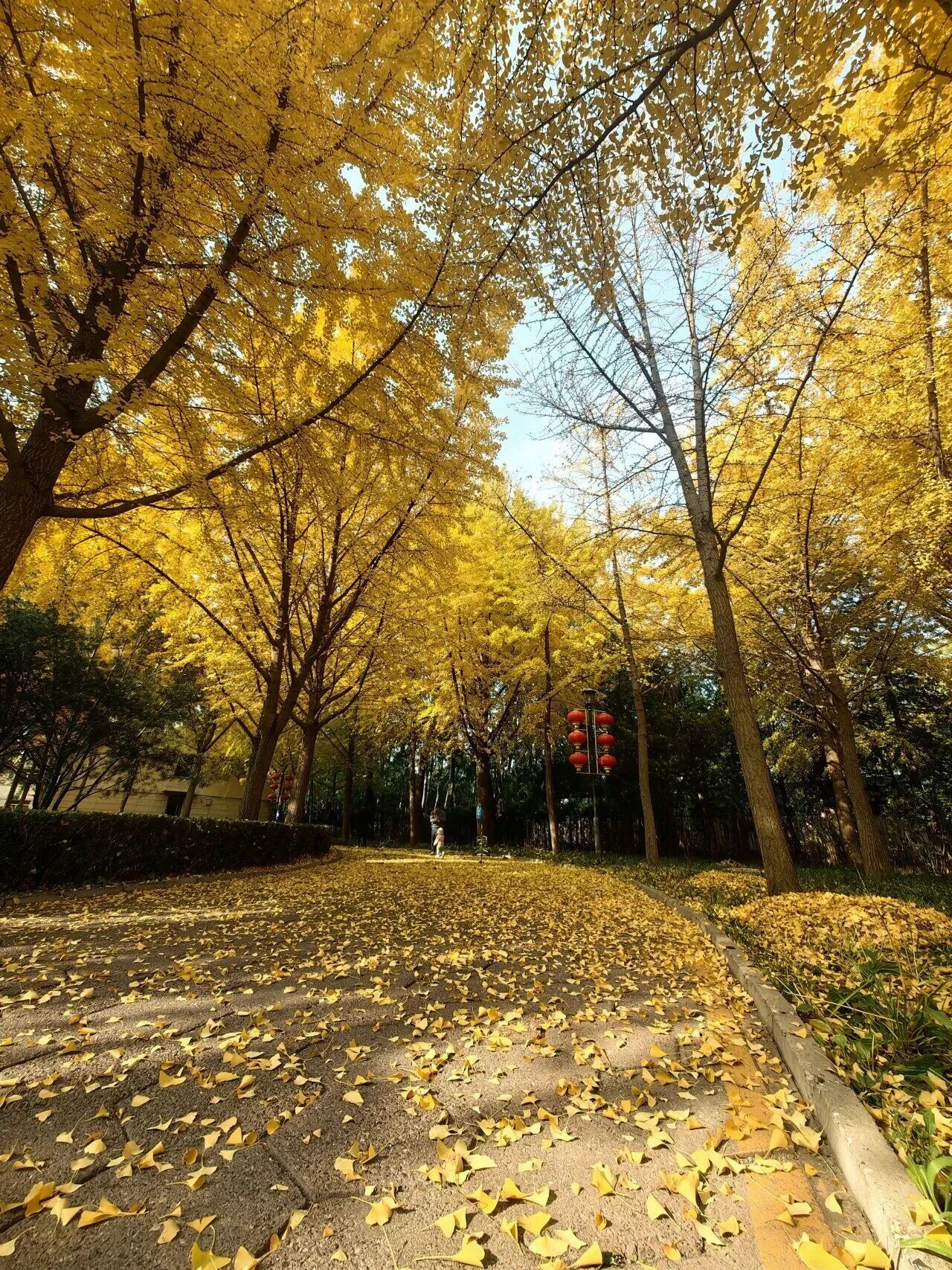 秋景“天花板” 北京這些銀杏大道即將迎來最佳觀賞期 秋景“天花板” 北京這些銀杏大道即將迎來最佳觀賞期