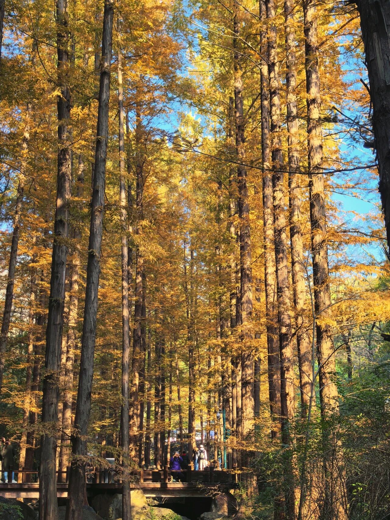 國家植物園進入彩葉最佳觀賞期 國家植物園進入彩葉最佳觀賞期