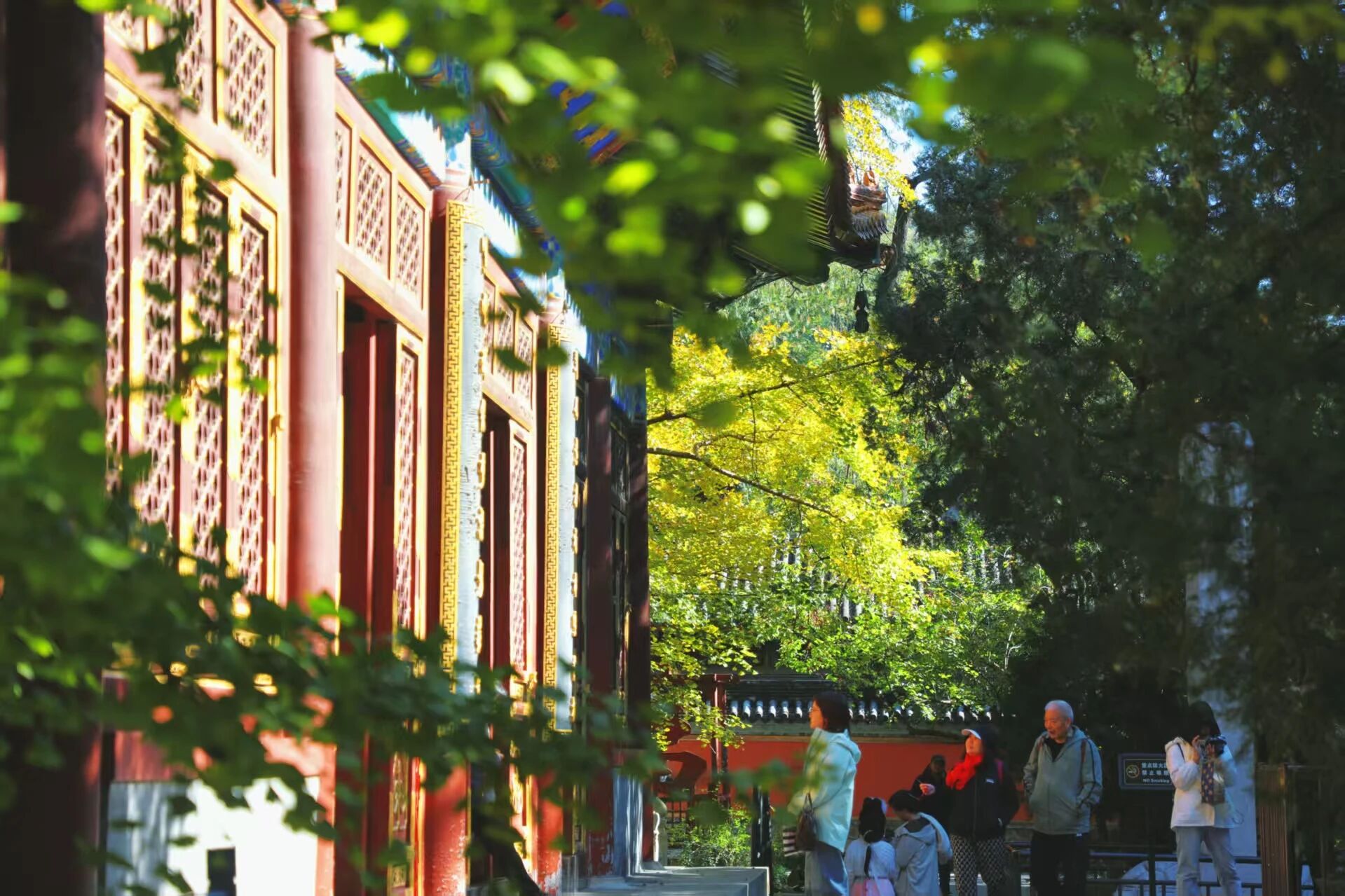 國家植物園進入彩葉最佳觀賞期 國家植物園進入彩葉最佳觀賞期