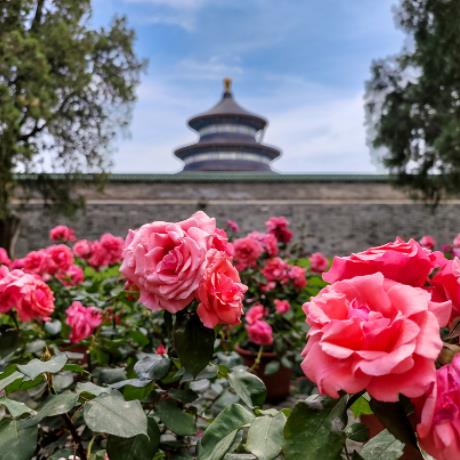 北京天壇公園月季展成為打卡新寵