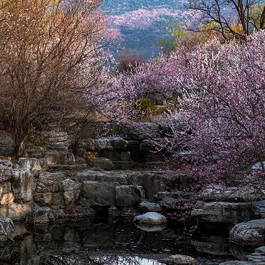 北京植物園春景美如畫