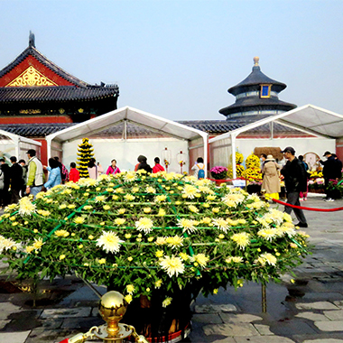 天壇公園第四十屆菊花節開幕，深受市民喜愛