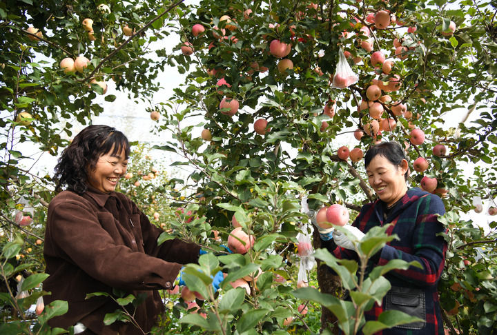 2025年10月17日,果農在陜西省延安市寶塔區橋溝街道煙洞溝村采收蘋果。 2025年10月17日,果農在陜西省延安市寶塔區橋溝街道煙洞溝村采收蘋果。